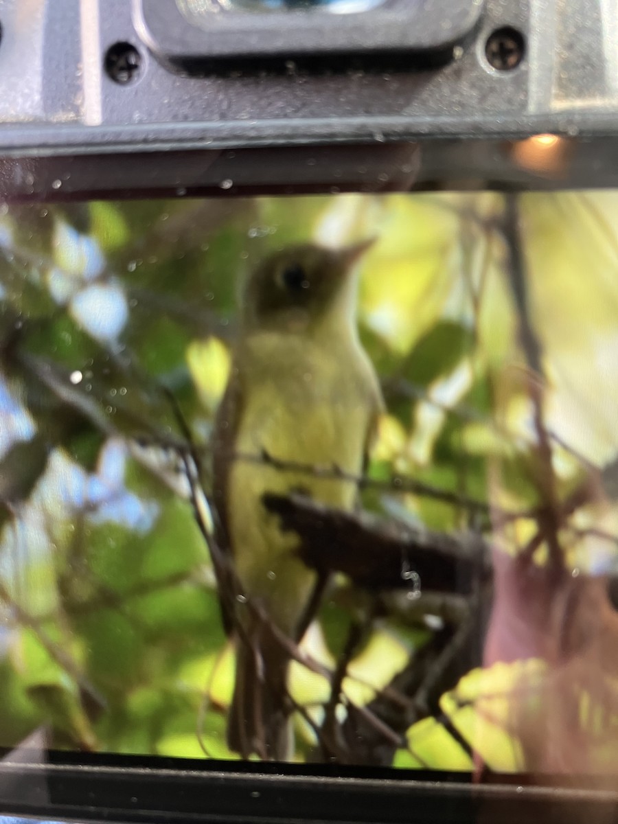 Acadian Flycatcher - ML609578894