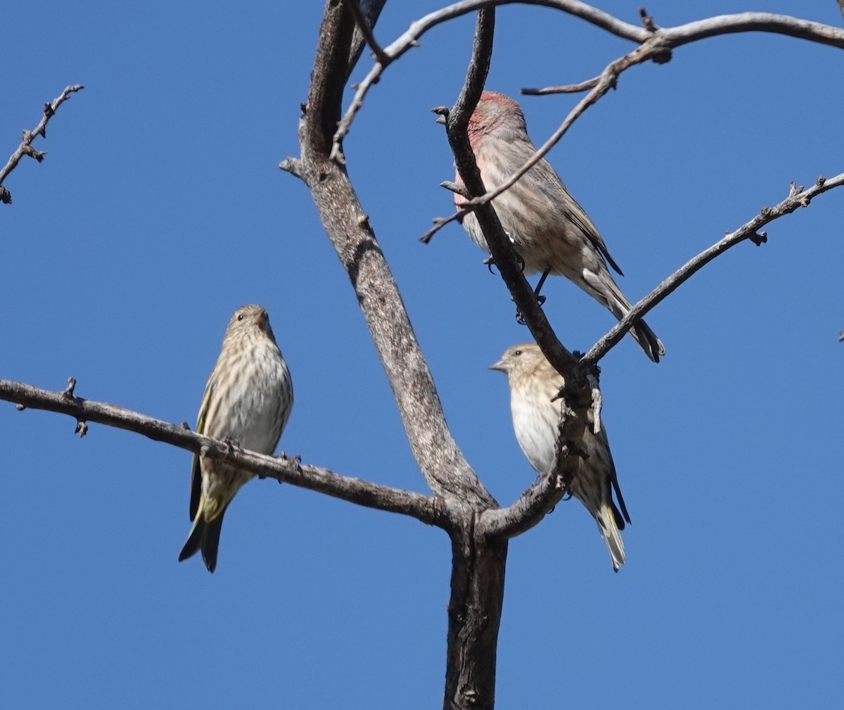 Pine Siskin - ML609578915