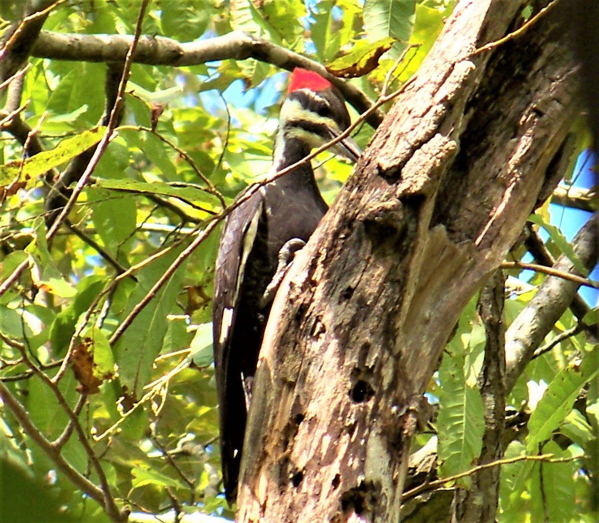 Pileated Woodpecker - ML609578991