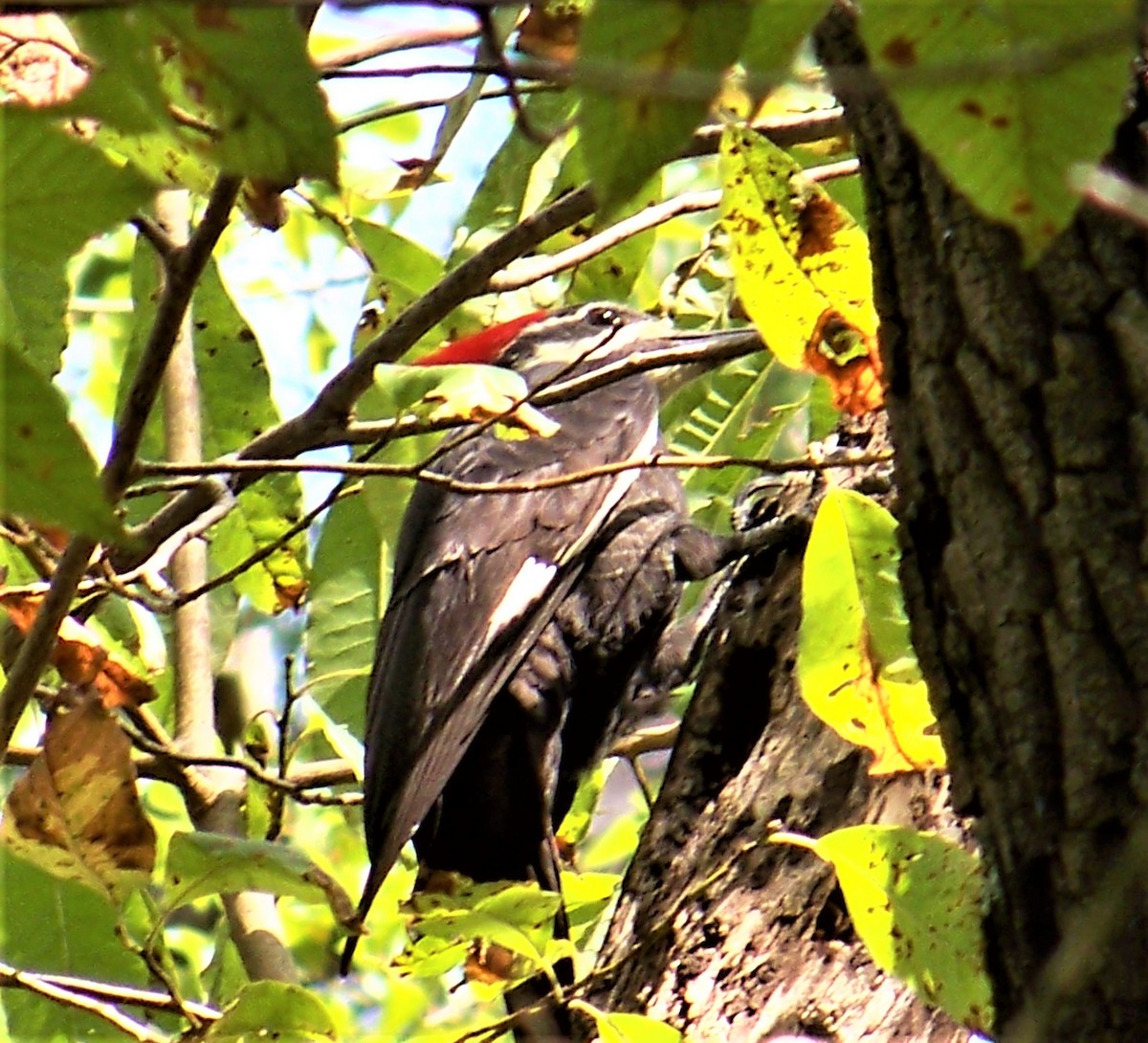 Pileated Woodpecker - ML609579006