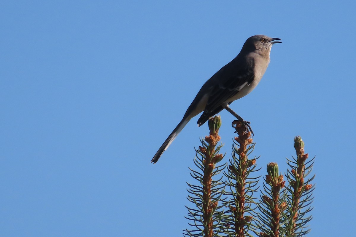 Northern Mockingbird - David Brinkman