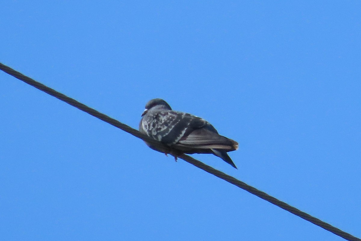 Rock Pigeon (Feral Pigeon) - ML609579088