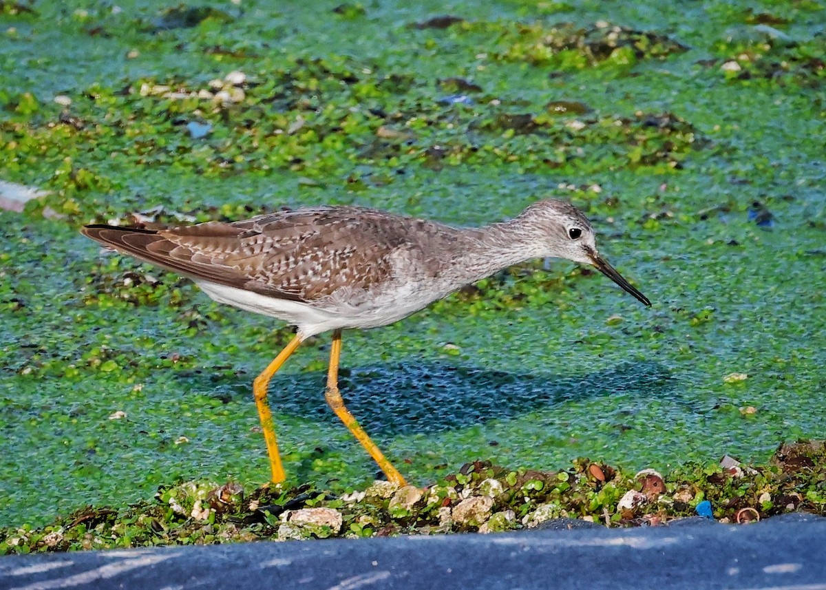 Lesser Yellowlegs - ML609579192