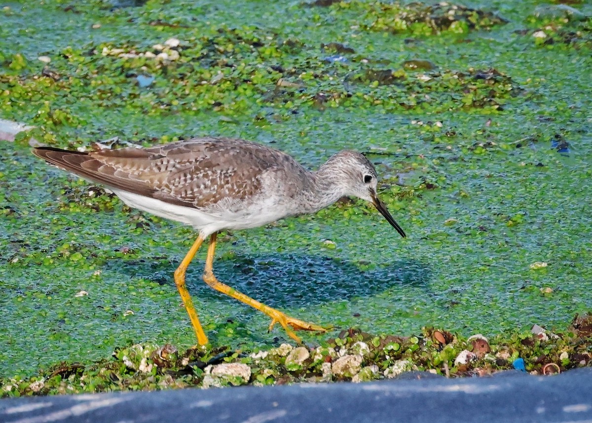 Lesser Yellowlegs - Chris Brown