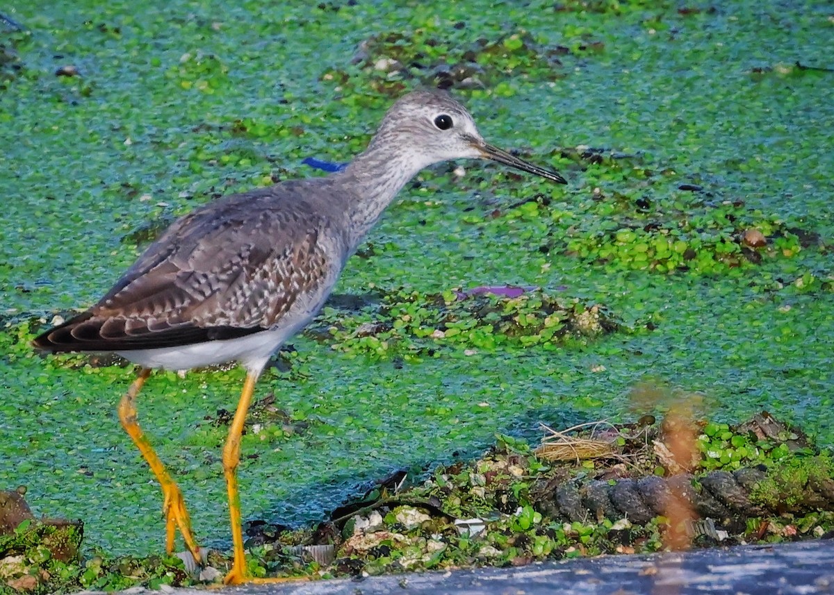 Lesser Yellowlegs - Chris Brown