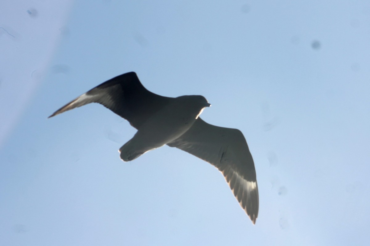 South Polar Skua - Jorge  Leonor González