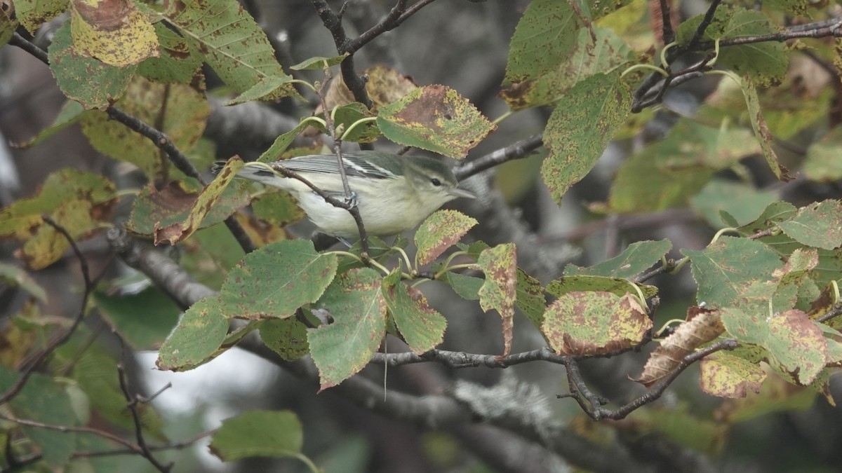 Cerulean Warbler - ML609579268