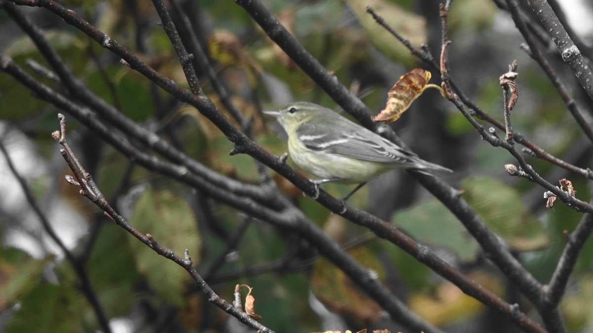 Cerulean Warbler - ML609579277