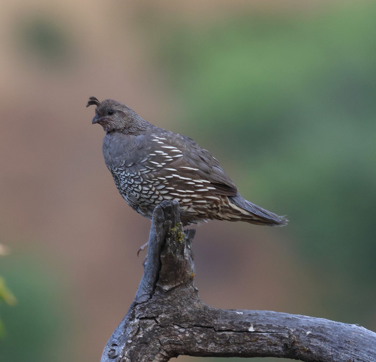 California Quail - ML609579283