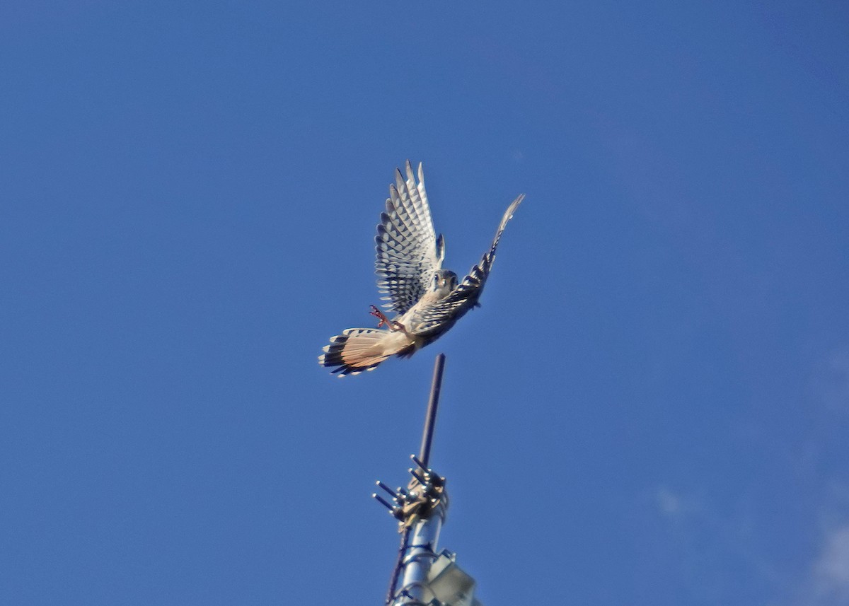 American Kestrel - ML609579297