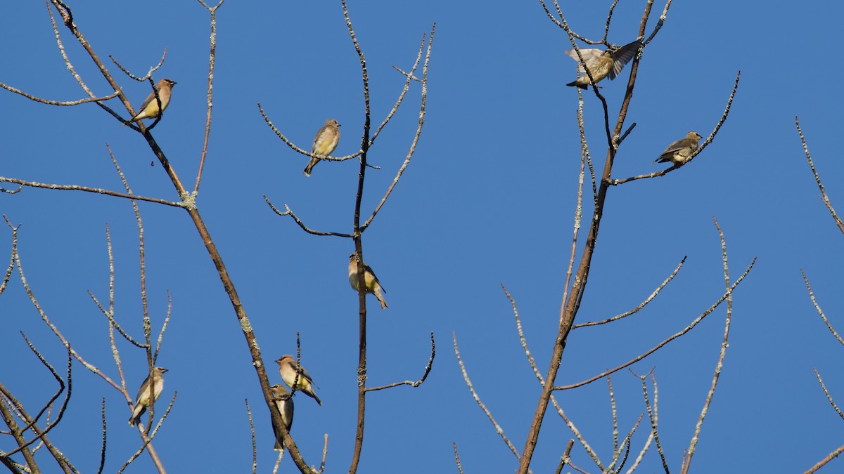 Cedar Waxwing - ML609579389