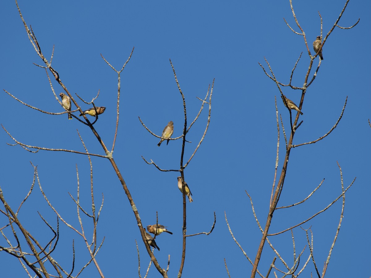 Cedar Waxwing - ML609579390