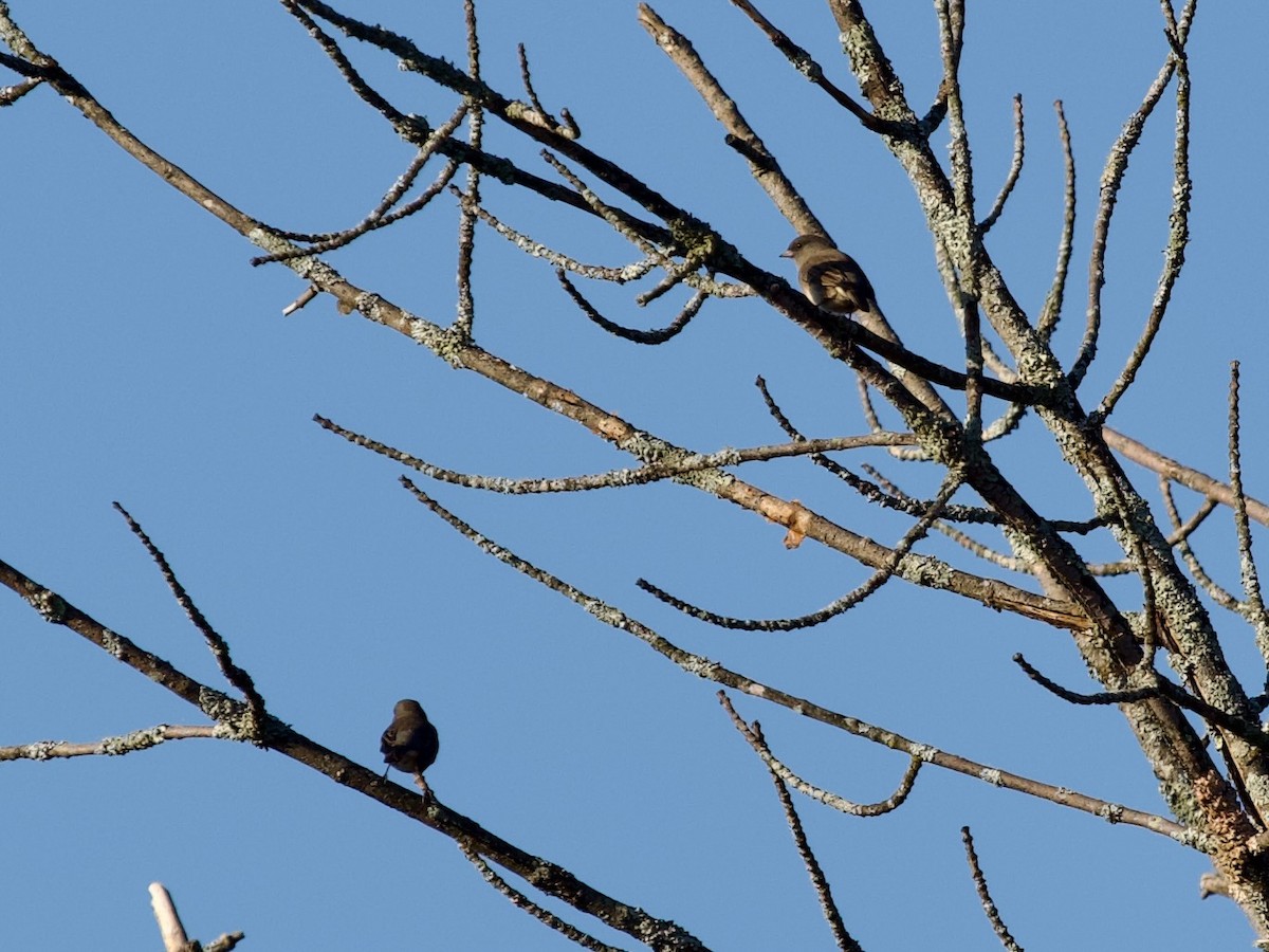 Dark-eyed Junco (Slate-colored) - ML609579401
