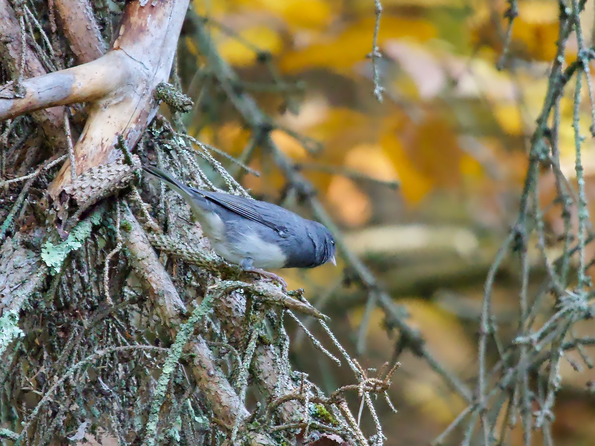 Dark-eyed Junco (Slate-colored) - ML609579402