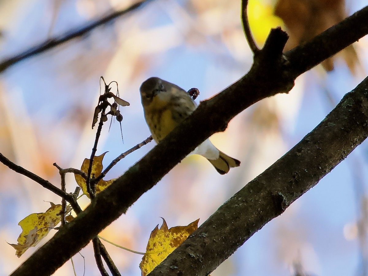 Yellow-rumped Warbler (Myrtle) - ML609579410