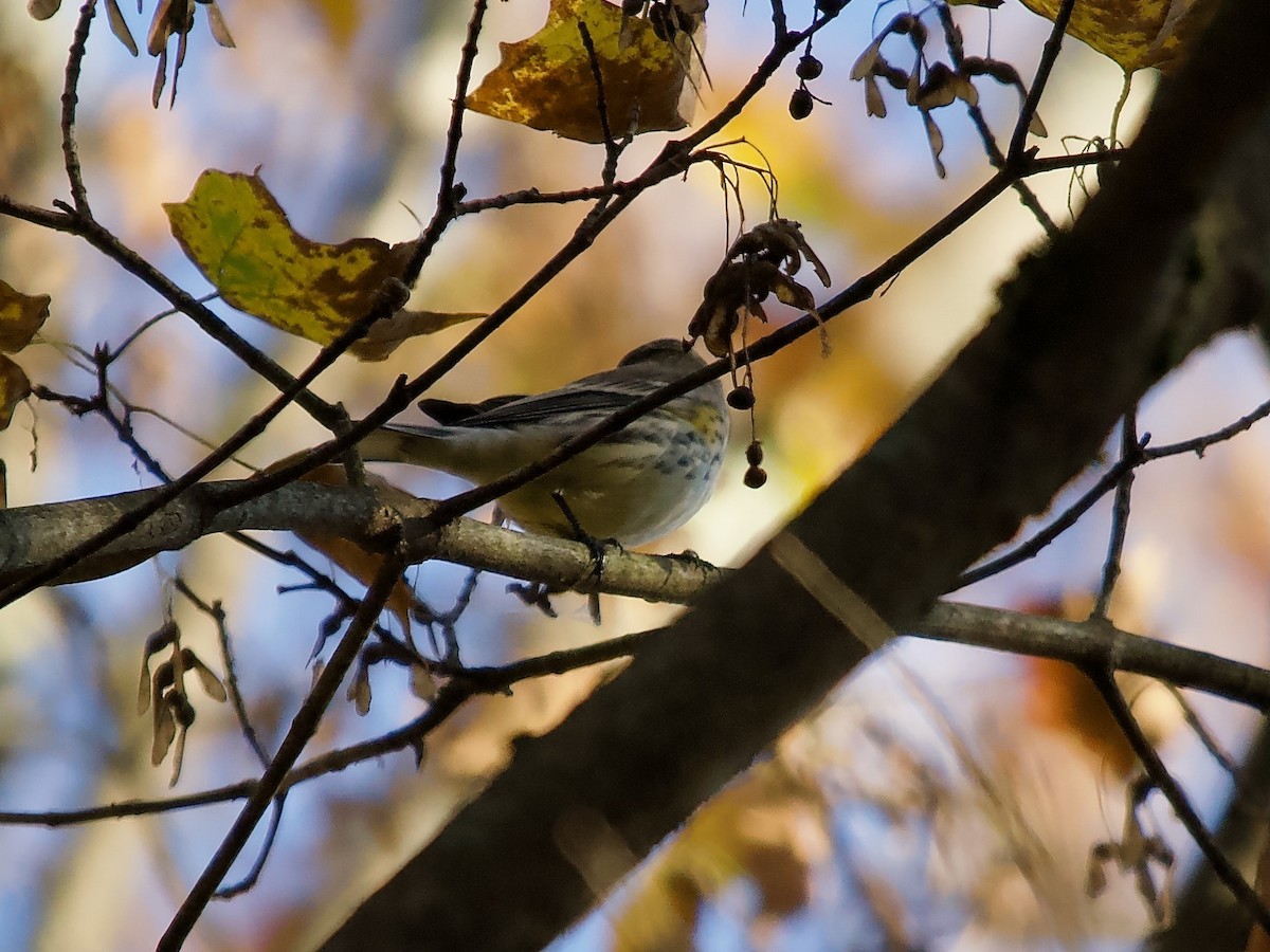 Yellow-rumped Warbler (Myrtle) - ML609579411
