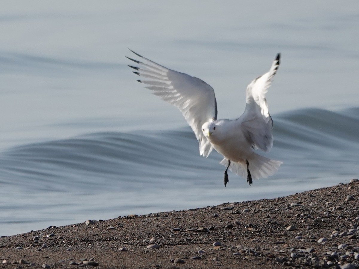 Black-legged Kittiwake - ML609579499