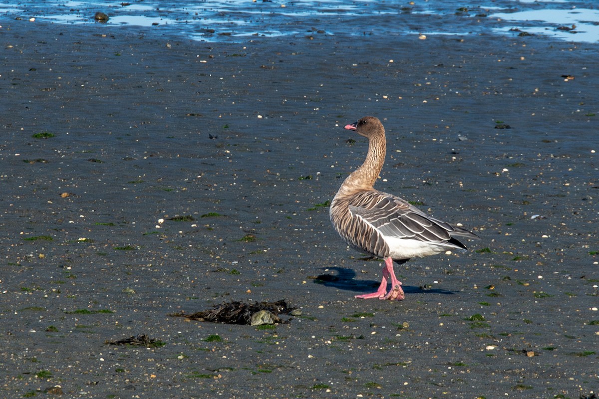 Pink-footed Goose - Sujan Abu Jafar