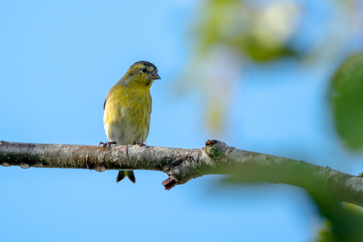 Eurasian Siskin - ML609579671