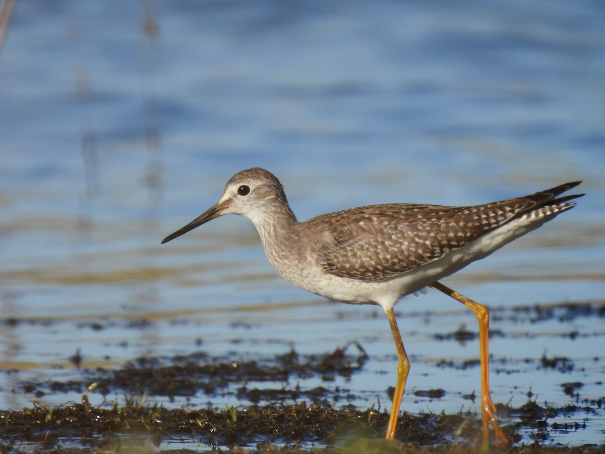 Lesser Yellowlegs - Aron Blázquez Pindado