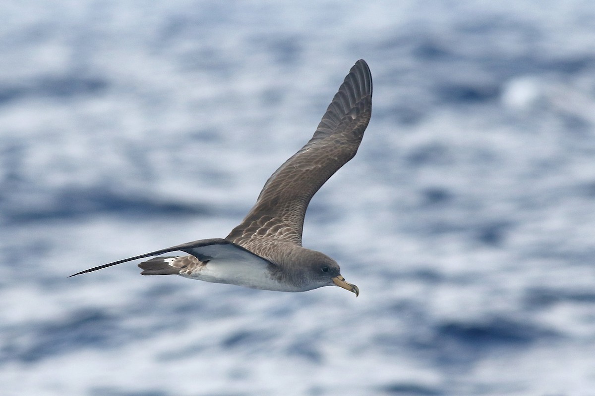 Cory's Shearwater - ML609579783