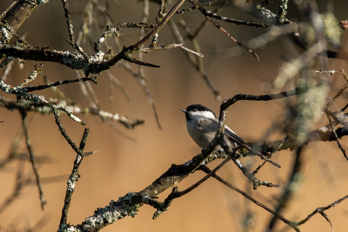 Willow Tit - ML609579810