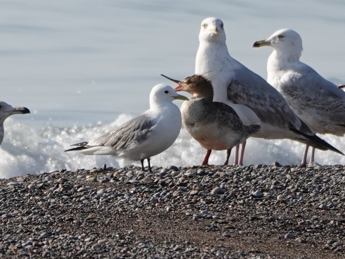 Black-legged Kittiwake - ML609579831