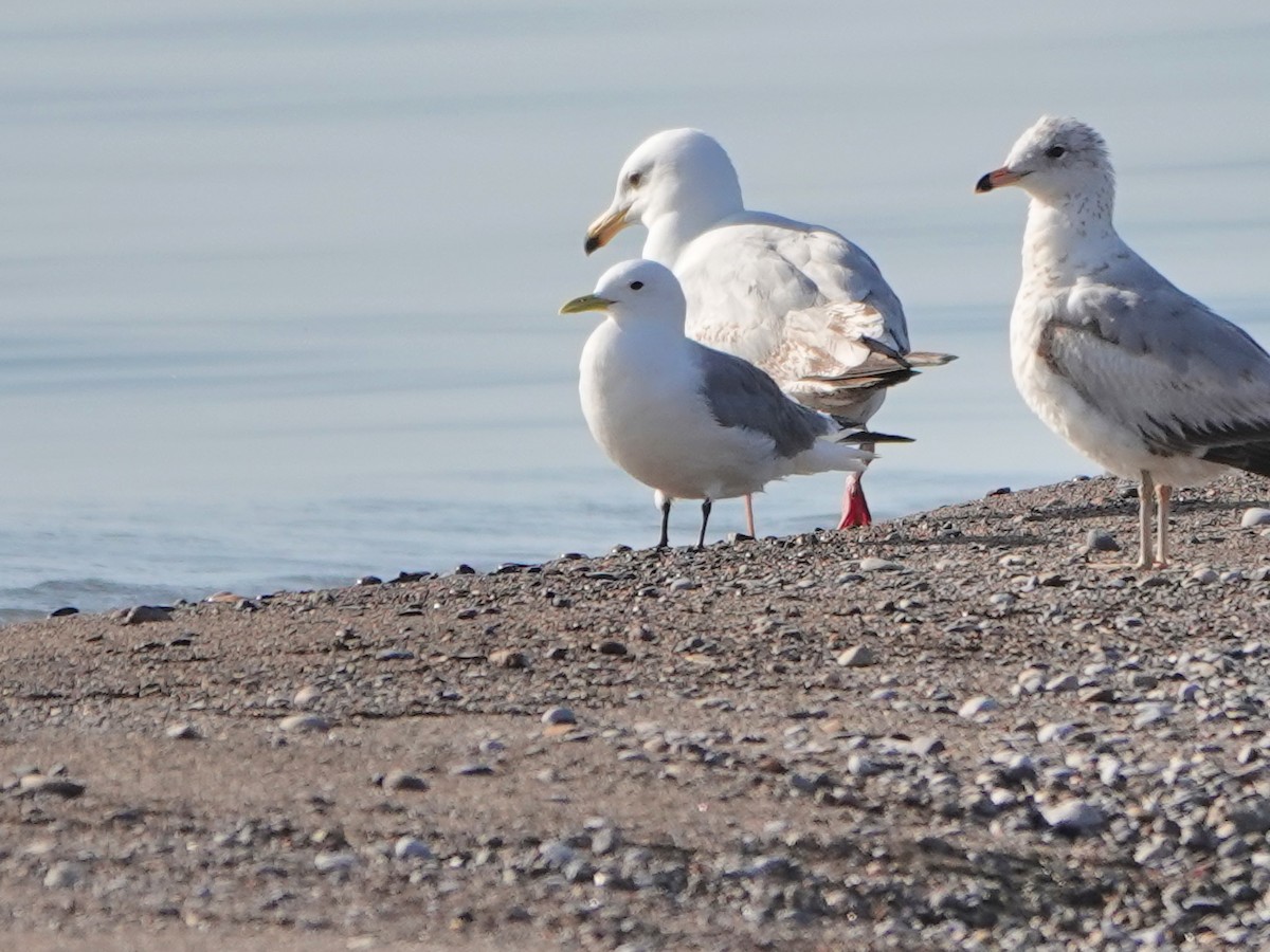 Black-legged Kittiwake - ML609579832