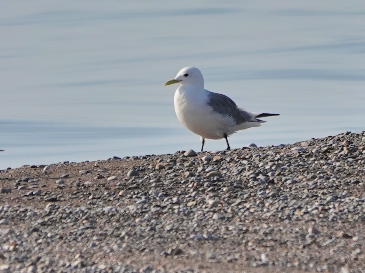 Black-legged Kittiwake - ML609579833