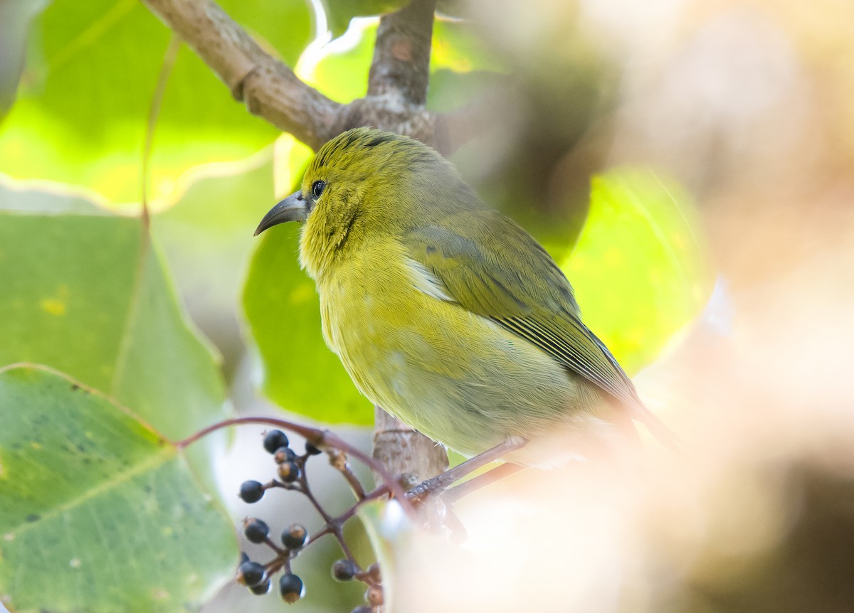 Kauai-Amakihikleidervogel - ML609580027