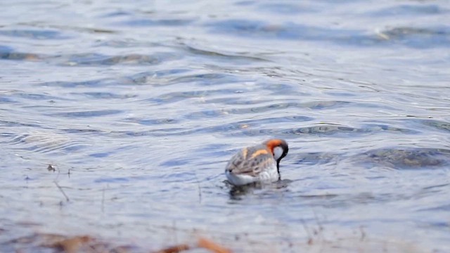 Red-necked Phalarope - ML609580040