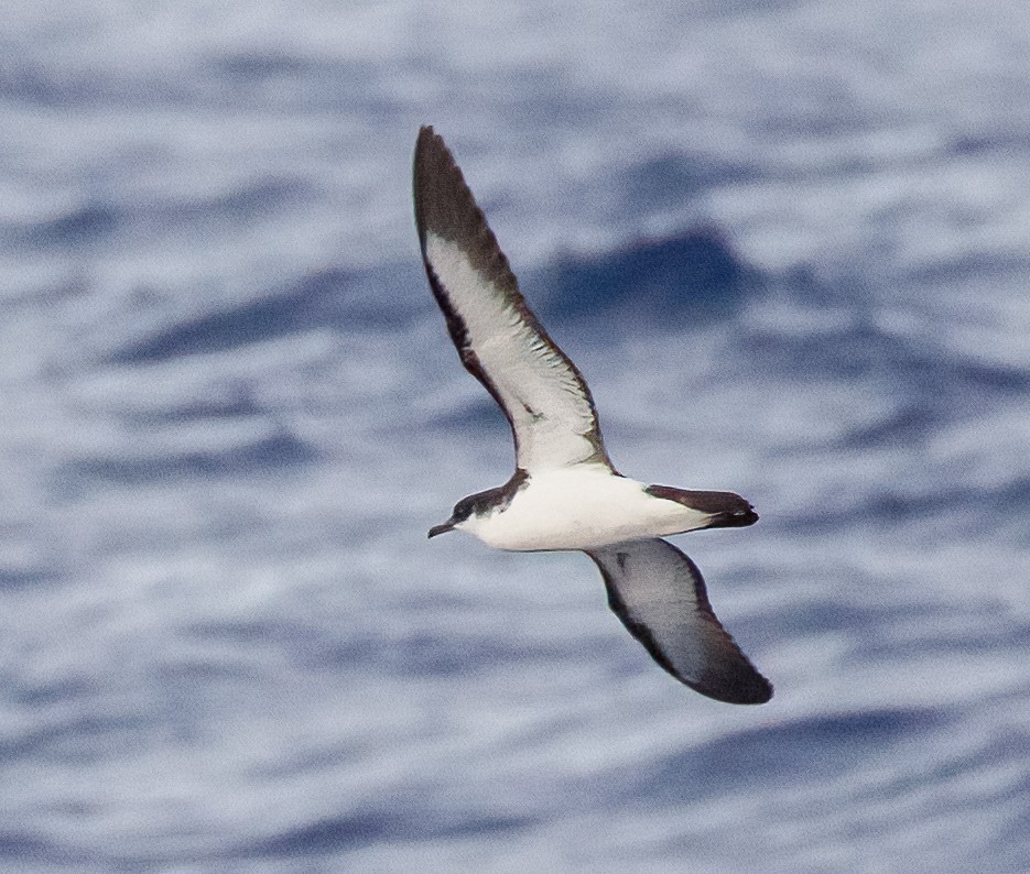 Puffin de Newell - ML609580081