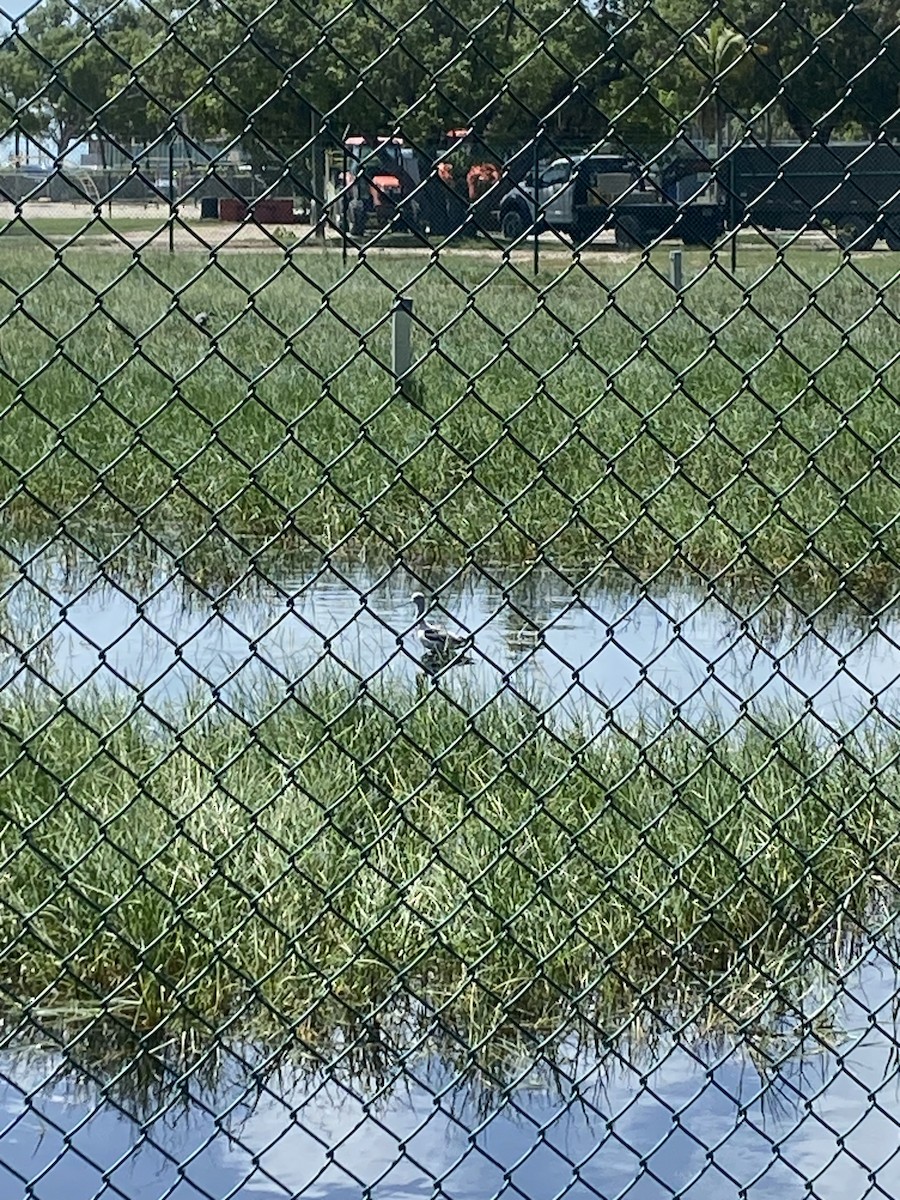 Avoceta Americana - ML609580120