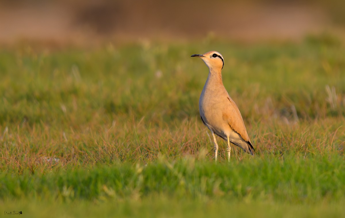 Cream-colored Courser - ML609580163