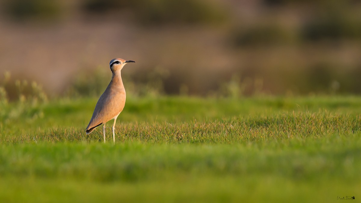 Cream-colored Courser - ML609580165