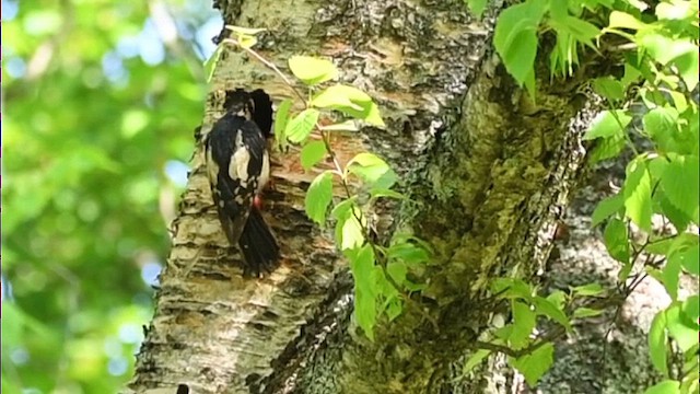 Great Spotted Woodpecker - ML609580175
