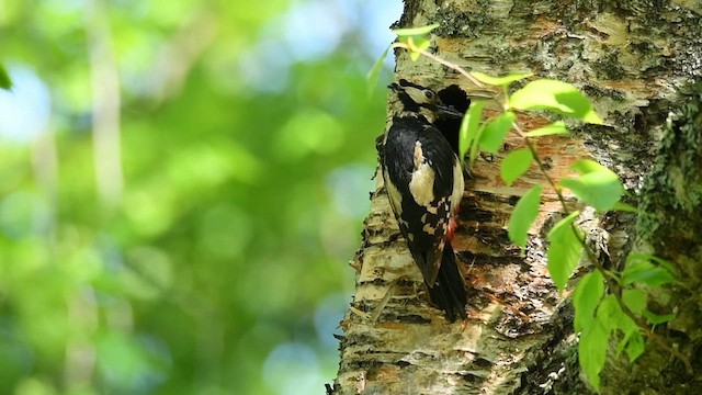 Great Spotted Woodpecker - ML609580176