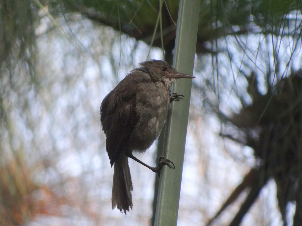 Greater Swamp Warbler - ML60958031