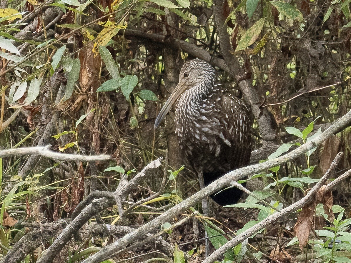 Limpkin - ML609580328