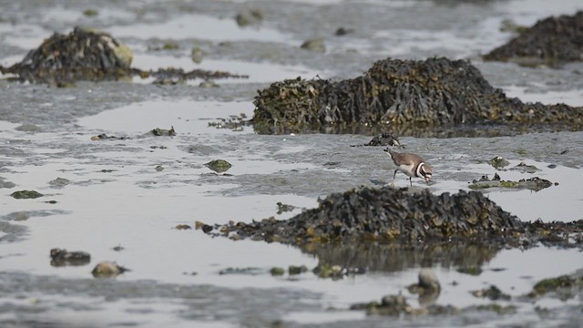 Common Ringed Plover - ML609580331