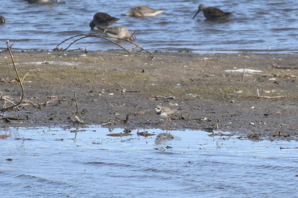 Semipalmated Plover - ML609580357