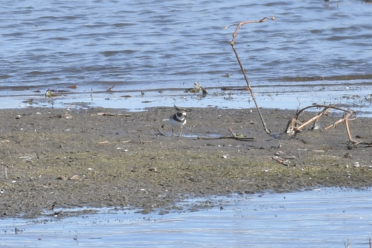 Semipalmated Plover - ML609580359