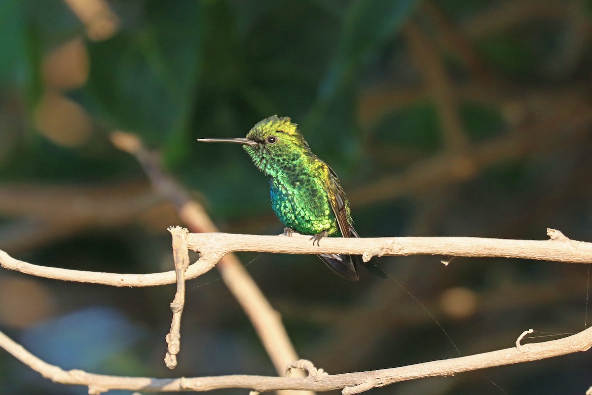 Blue-tailed Emerald - ML609580368