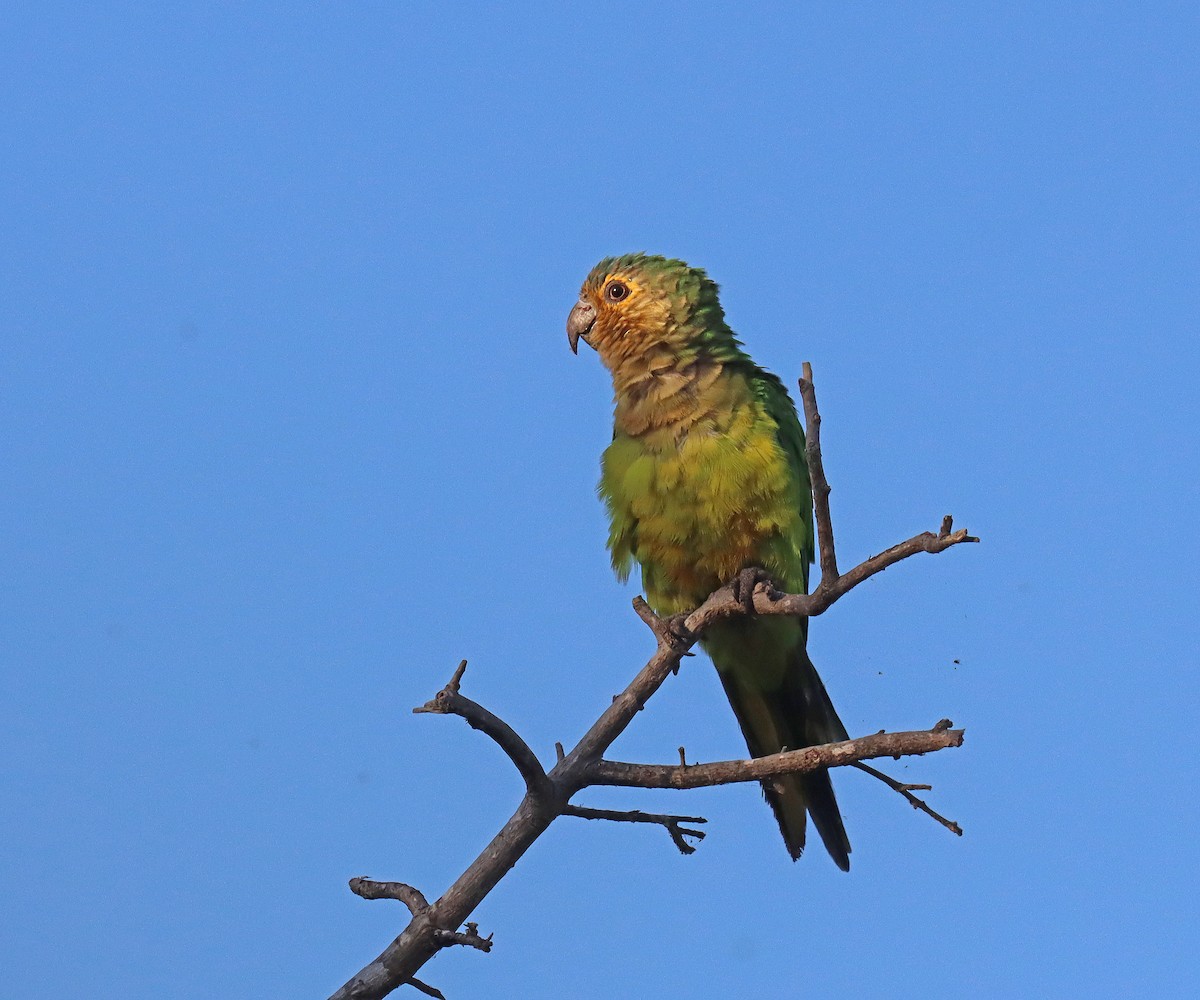 Brown-throated Parakeet - ML609580419