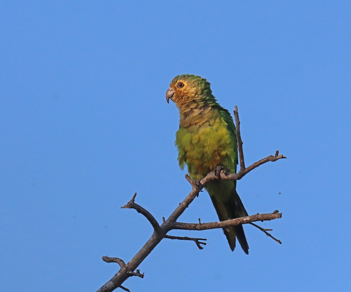 Aratinga Pertinaz - ML609580419