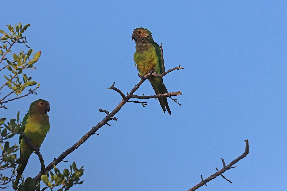 Aratinga Pertinaz - ML609580421