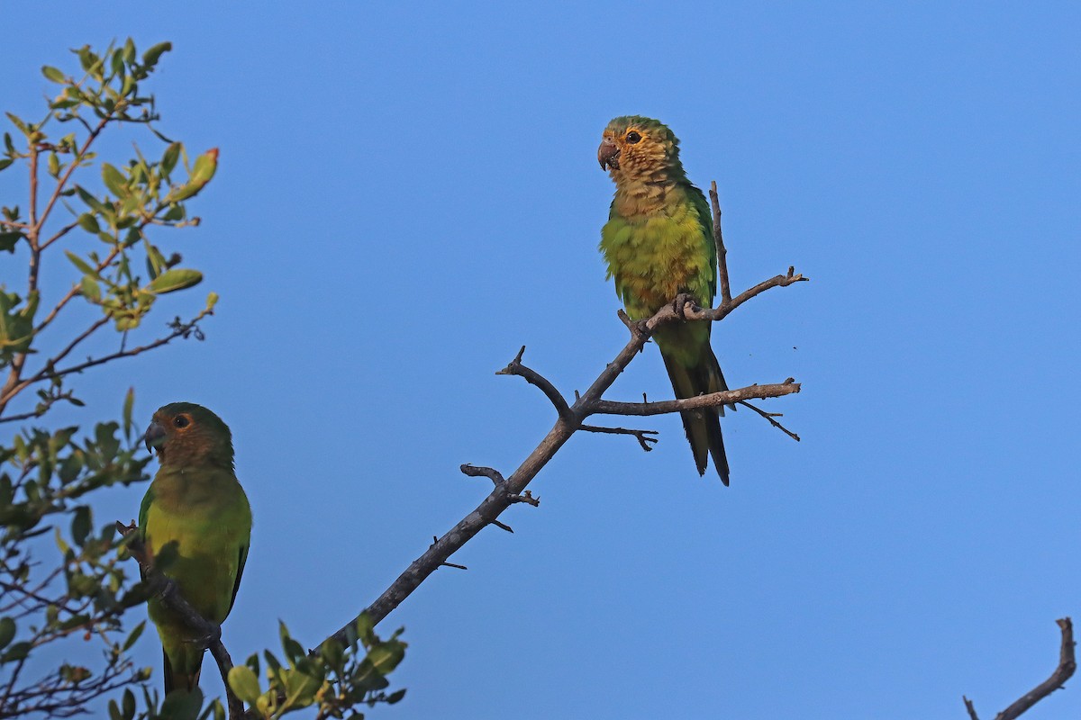 Brown-throated Parakeet - Corey Finger