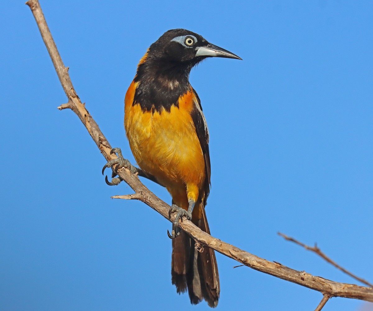 Venezuelan Troupial - ML609580469