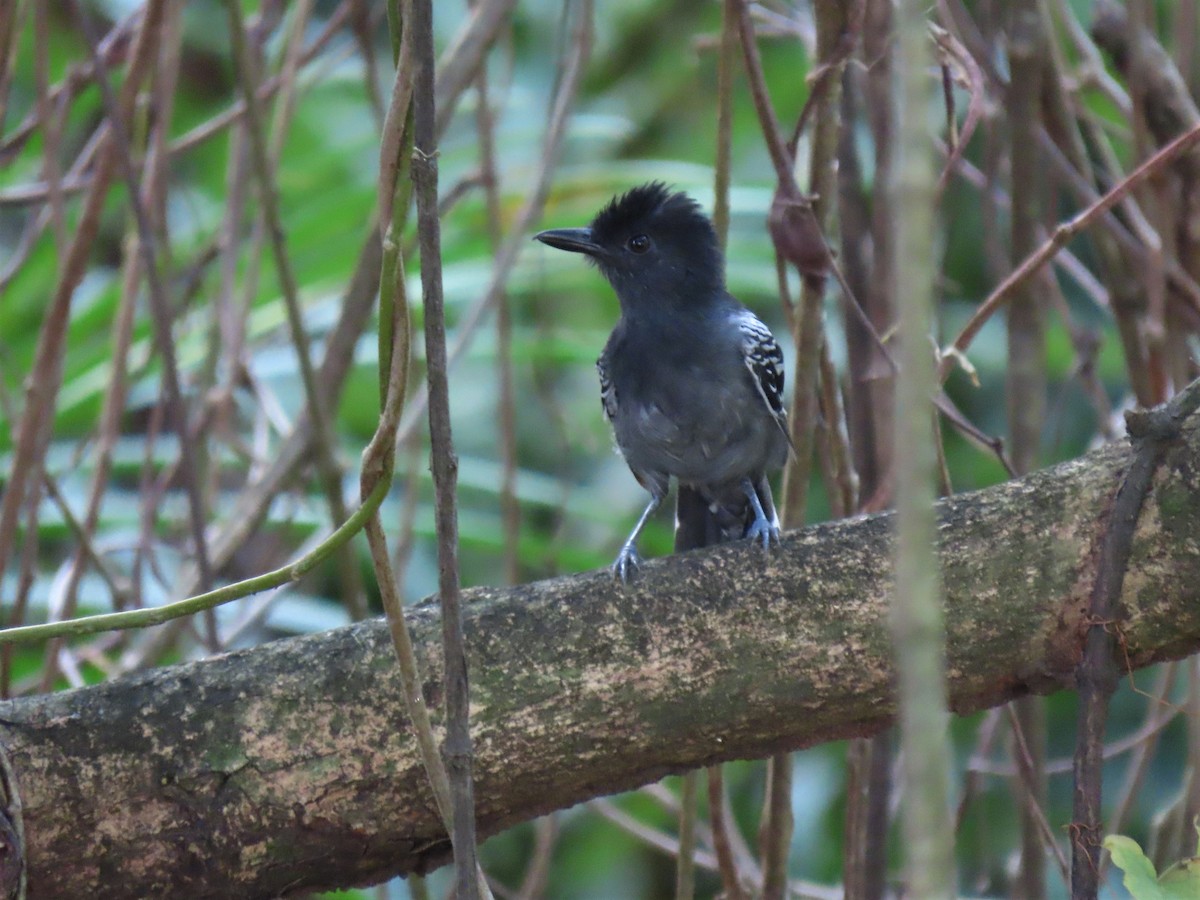 Blackish-gray Antshrike - Hugo Foxonet