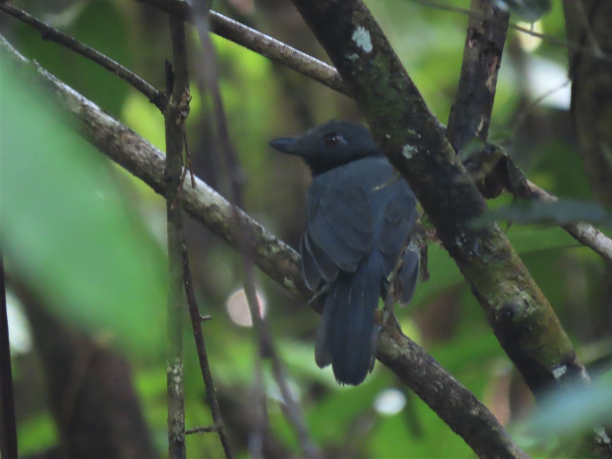 Black-throated Antshrike - ML609580509